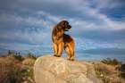 Leonberger on duty Art Print